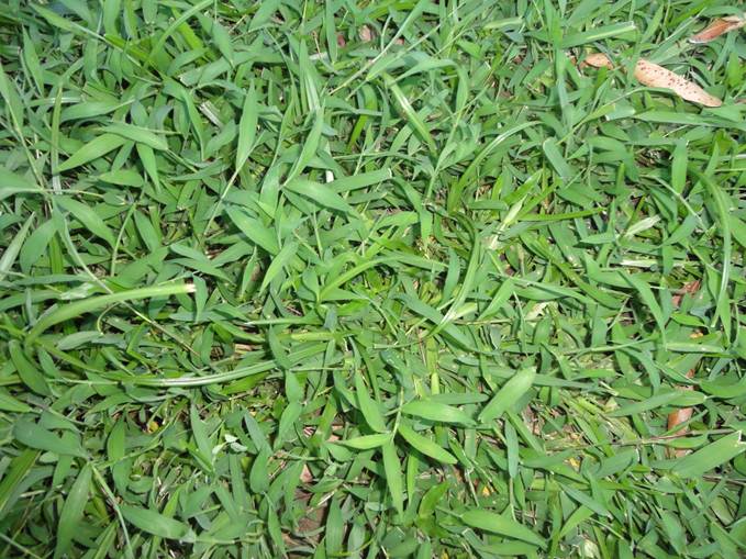 ¿Cómo se llama esta mala hierba? (Fotografías)