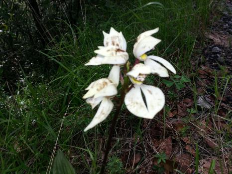 Orquídea silvestre