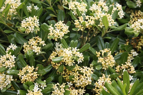 Foto de Phitosporum tobira (arbusto con flores aromáticas blancas)