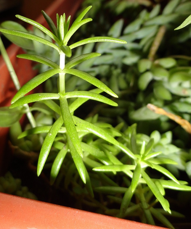 Jardín, huerta, Naturaleza, información, logros, amigos, compartir