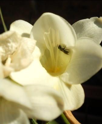 Fotos de fresia de flor blanca