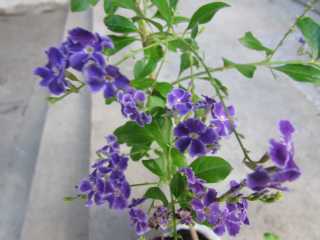 Flores violetas pequeñitas