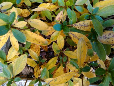 Azalea con hojas amarillas con manchas marrones