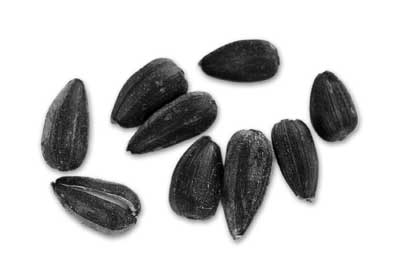 Girasol: ¿por qué del color de semillas de girasol negras y ralladas?