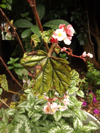 Fotos de Begonia semperflorens rosada de flor doble y Begonia Metallica,  Credneri