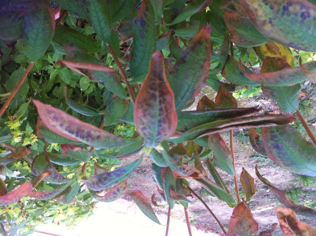 Azalea híbrida: se vuelven las hojas marrones como quemadas y caen