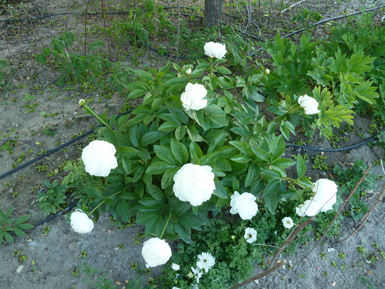 Venta de Peonías (herbáceas)