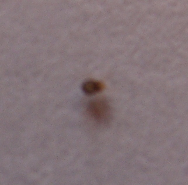 sextante Leer construcción Insecto minúsculo en mi cama: identificación
