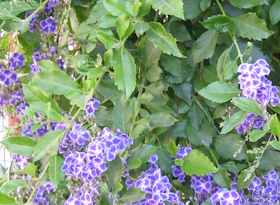 arbusto con flores azules y blancas