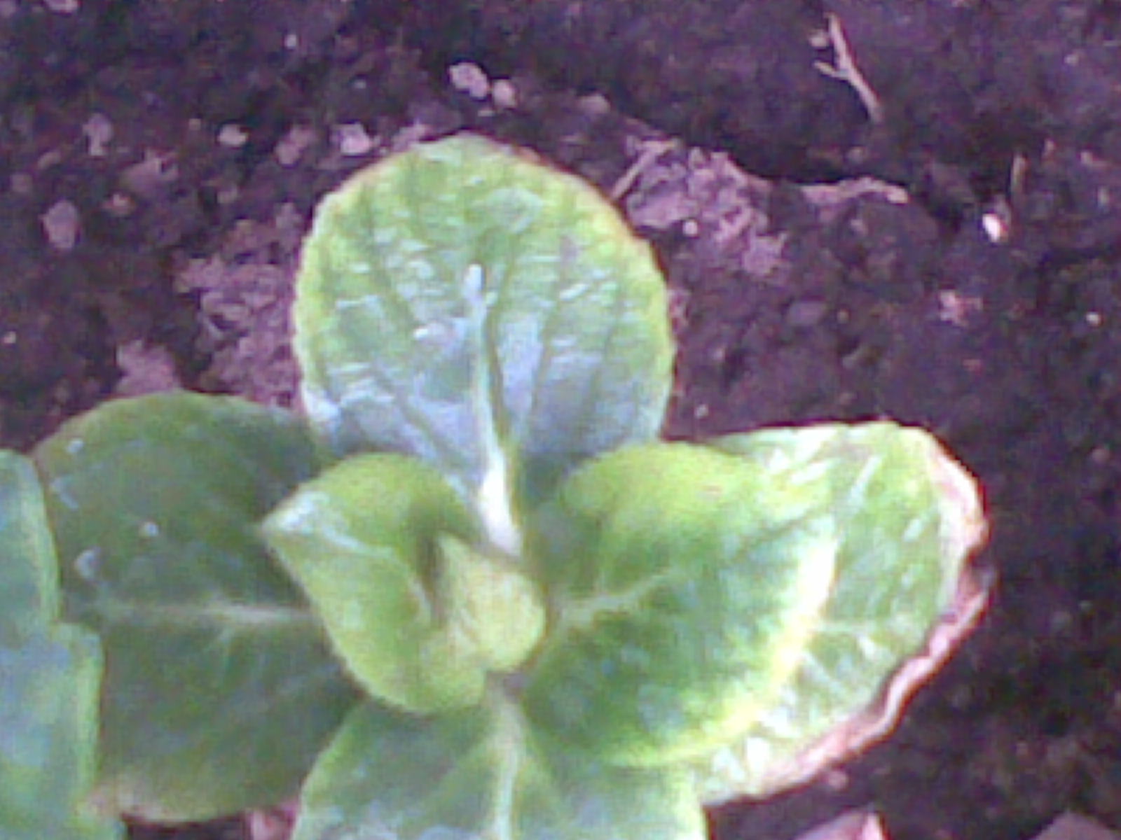 Orillas cafés en hojas de hortensia