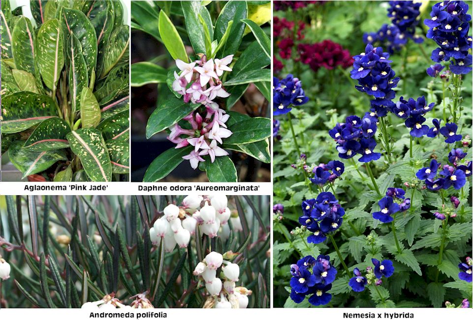 Foto de 8 plantas ornamentales en Viveros Murcia con sus nombres