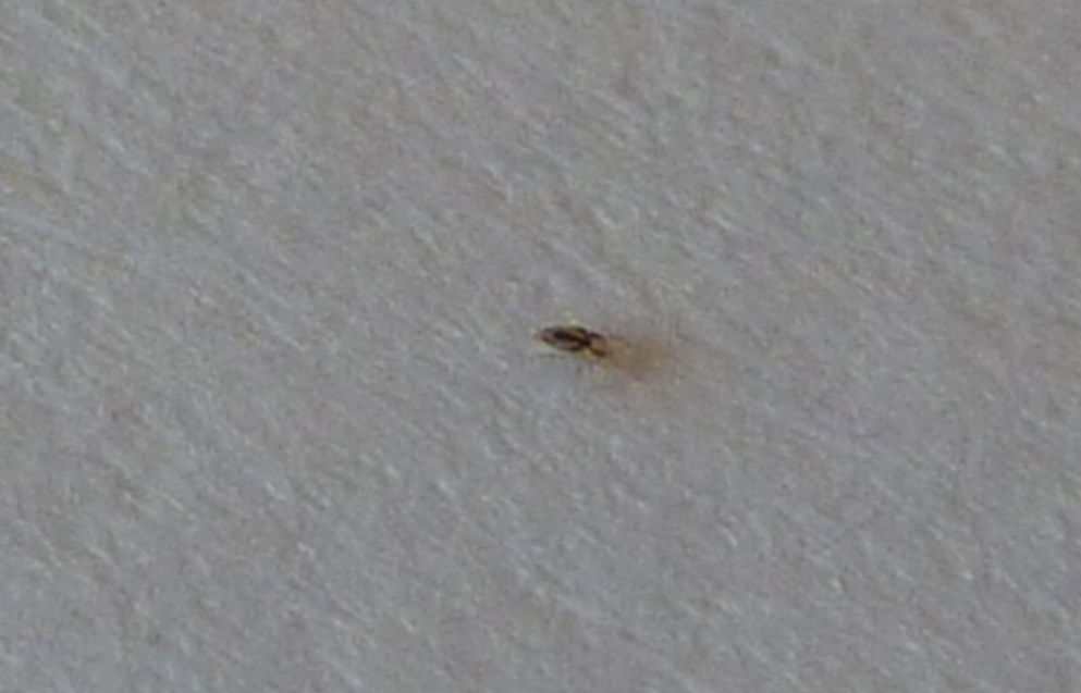 Insecto minúsculo en mi cama: identificación