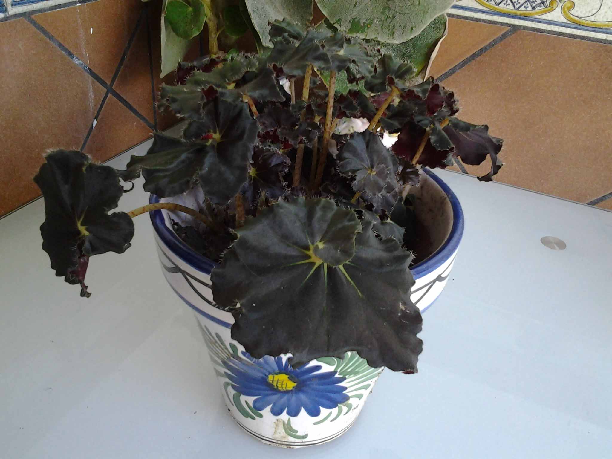 Fotos de Begonia 'Black Truffles': begonia de hojas negras