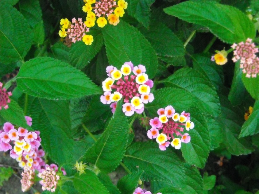 Flores pequeñas coloridas