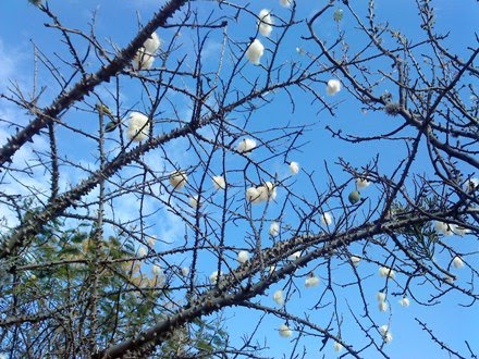 Como se llama este árbol?