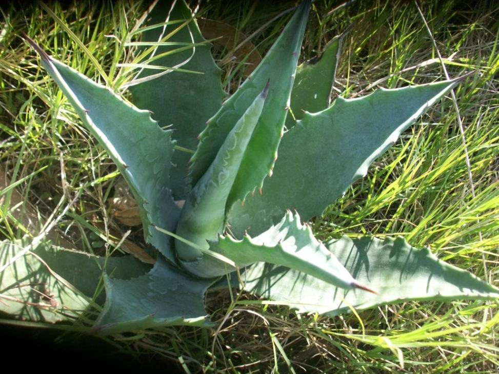 Jardín, huerta, Naturaleza, información, logros, amigos, compartir