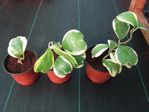 Venta de Hoya kerrii Albomarginata (variegata)