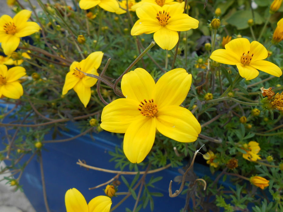 2 plantas de flor amarilla