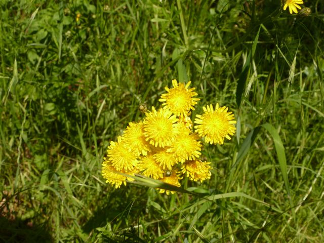 CALENDULA SILVESTRE