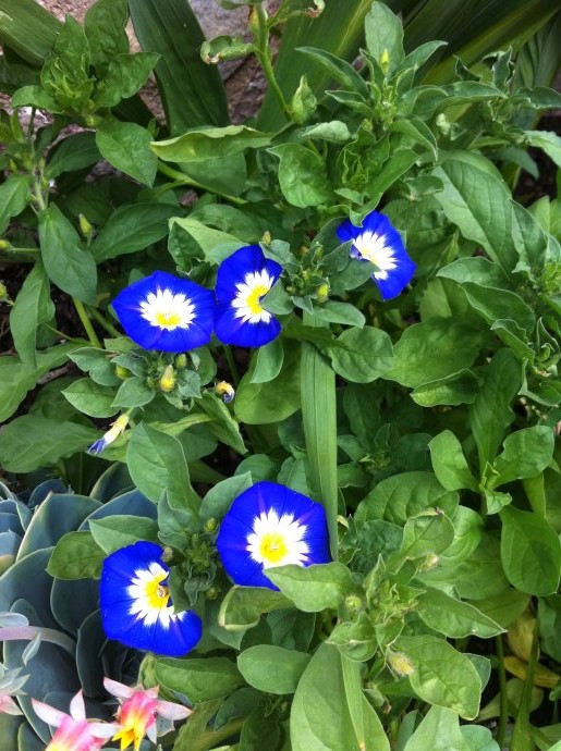 confiar escucho música Transparentemente Planta de flor azul