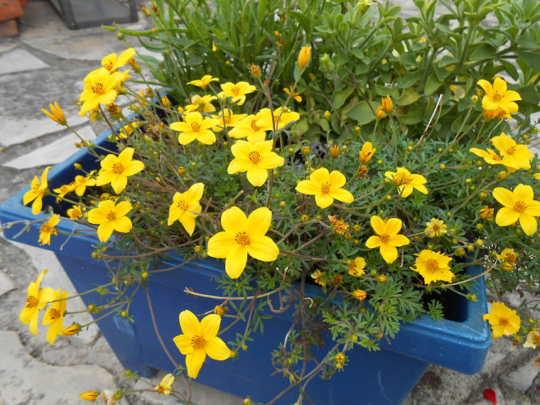 2 plantas de flor amarilla