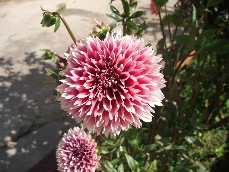 Vendo variedades de dalia a 1 euro el bulbo (fotos)