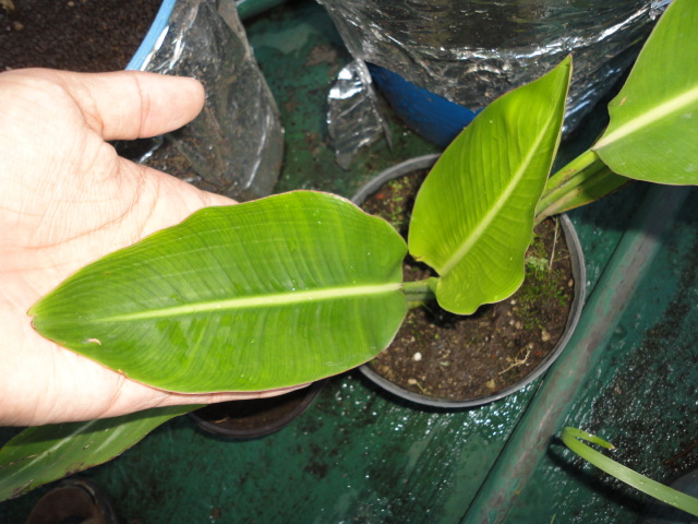 Verdecora: Precios altos, caras las plantas en Verdecora en Valencia |  Página 2