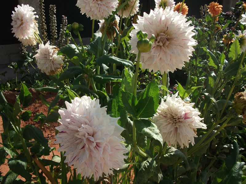 Vendo variedades de dalia a 1 euro el bulbo (fotos)