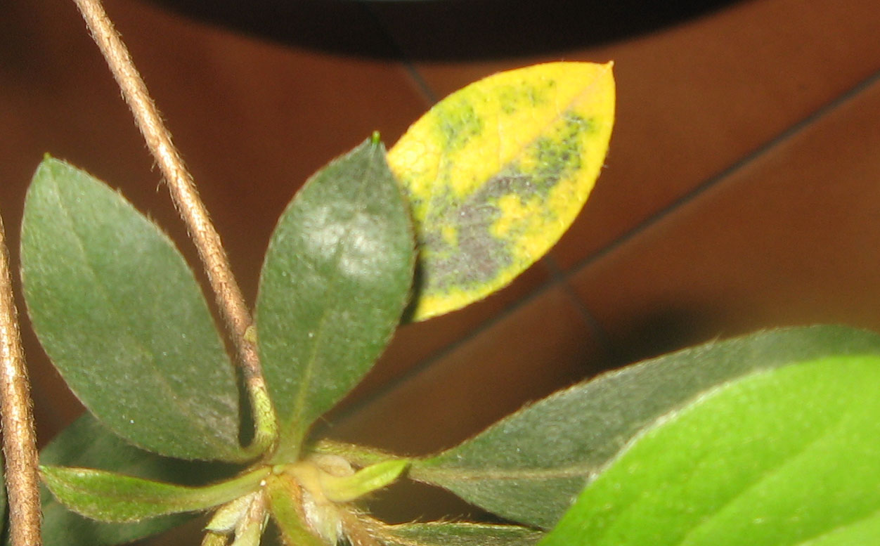 Azalea con hojas con puntos negros